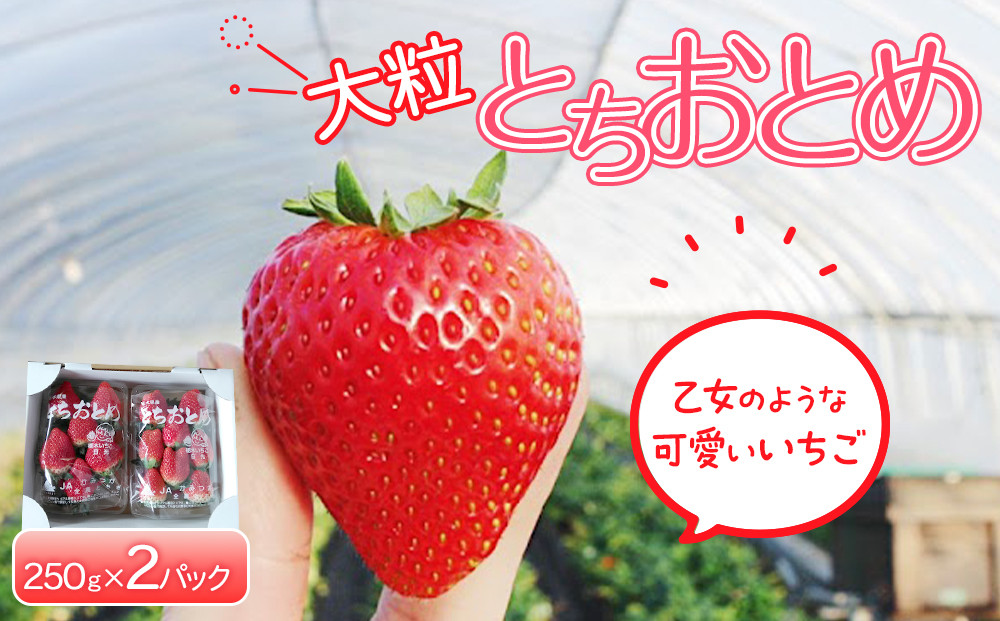 【先行予約】大粒とちおとめ2パック入り【2026年1月上旬より順次発送】 | 生産量 日本一 果物 フルーツ 苺 イチゴ 農家直送 栃木県 日光市