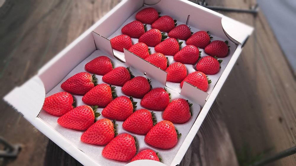 大箱入り 大粒とちあいか　30粒～36粒入り