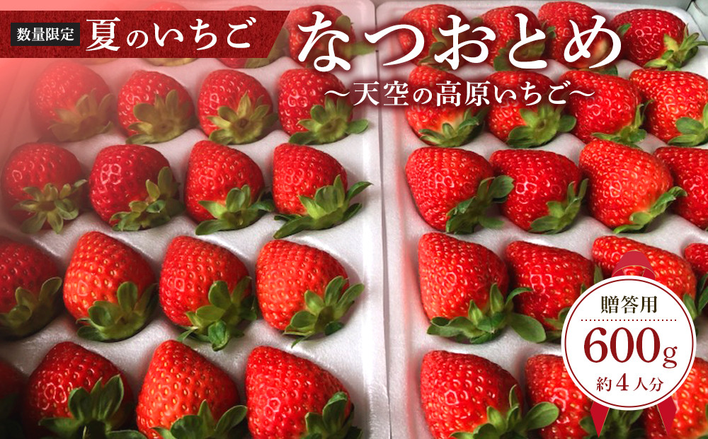 【限定販売】夏のいちご「なつおとめ」天空の高原 いちごプレミアムギフト 計600ｇ 贈答用 化粧箱入り 約4人分 ｜ 期間限定 数量限定 いちご イチゴ 苺 フルーツ 果物 スイーツ 産地直送  日光市 栃木県
