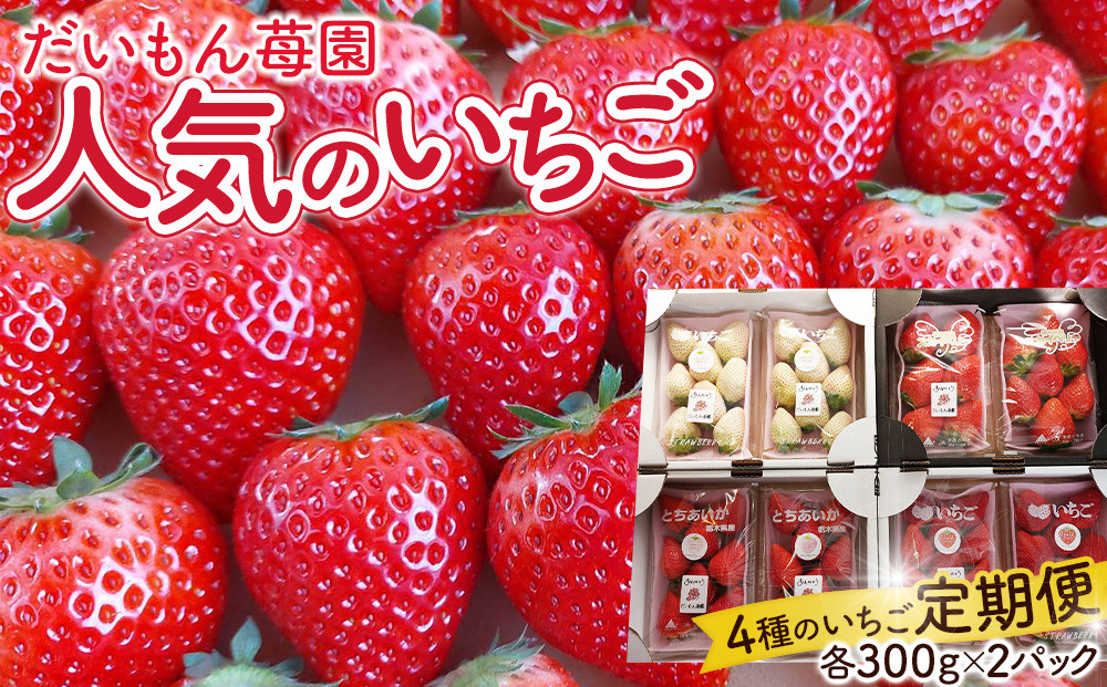 （4か月連続定期便/計4回）だいもん苺園の人気のいちご4種定期便 【2026年1月初旬より順次発送】 ｜フルーツ いちご 苺 期間限定 定期便 とちおとめ スカイベリー とちあいか ミルキーベリー 栃木 産地直送 産直