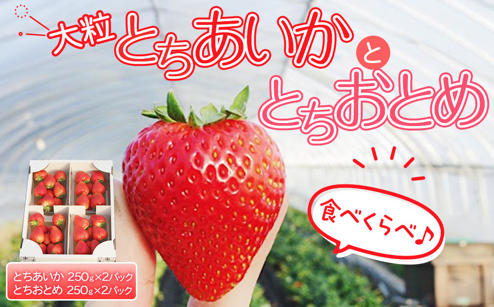 【先行予約】大粒とちあいか2パック＋大粒とちおとめ2パック=（合計）4パック入り【2026年1月上旬より順次発送】 | 生産量 日本一 果物 フルーツ 苺 イチゴ 農家直送 栃木県 日光市