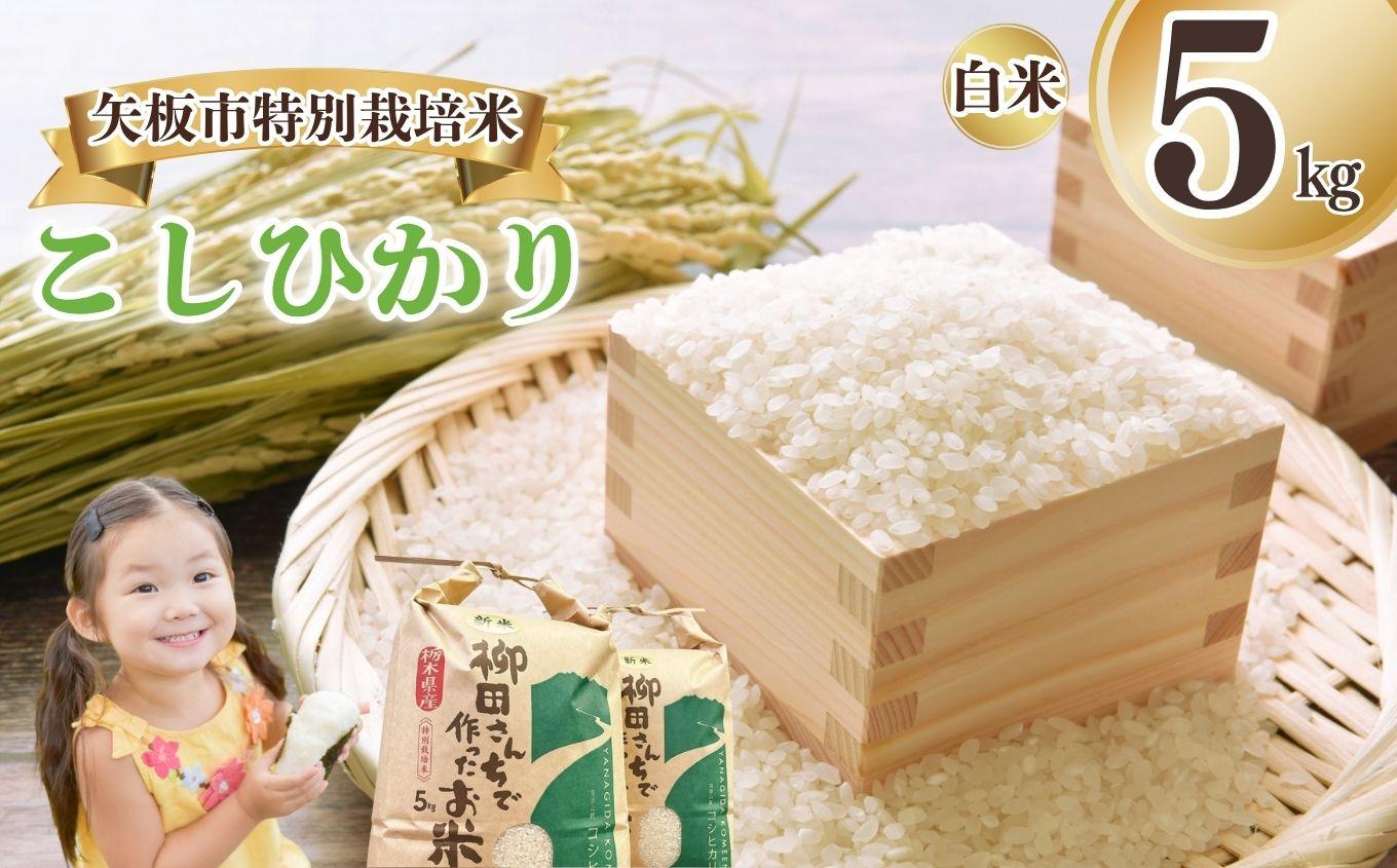 矢板市特別栽培米 こしひかり 白米 5kg | お米 米 こめ 白米 玄米 にじのきらめき コシヒカリ こしひかり 美味しい お弁当 選べる エコ スマート 環境 手間暇 土づくり  ふるさと 納税 栃木県 矢板市