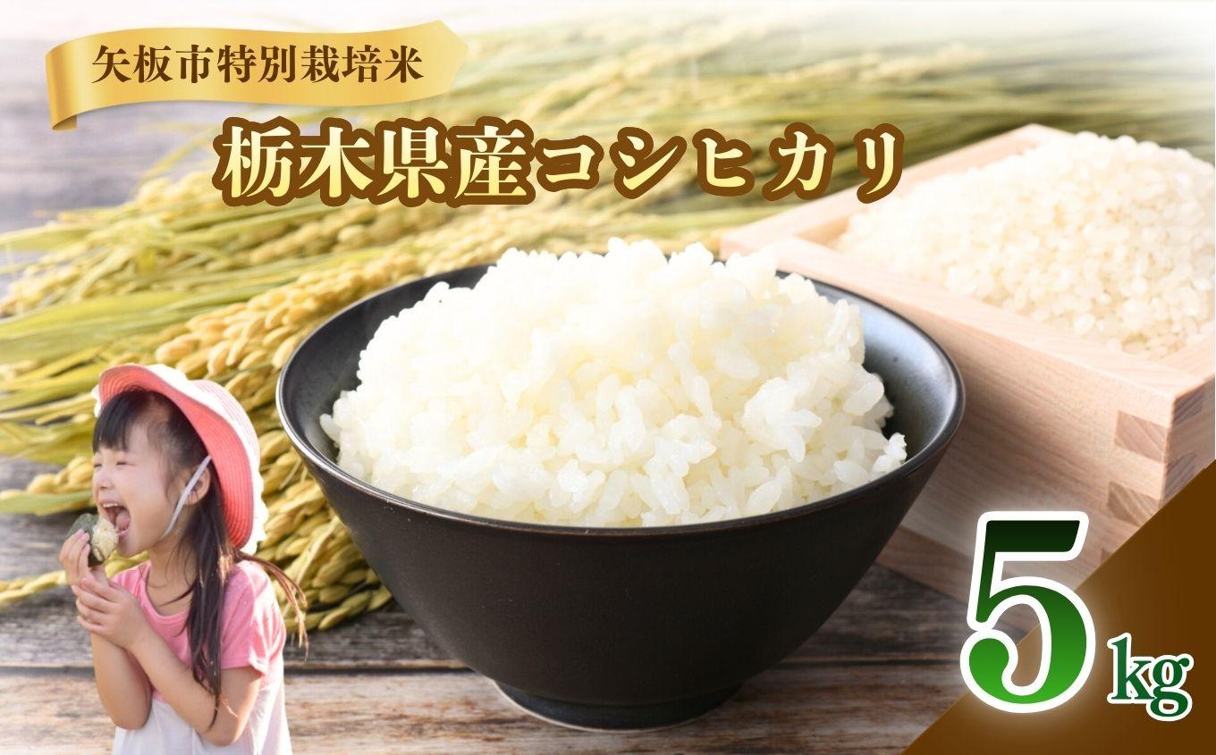 矢板市特別栽培米 こしひかり 白米 5kg | お米 米 こめ 白米  コシヒカリ こしひかり 美味しい お弁当 選べる ふるさと 納税 栃木県 矢板市