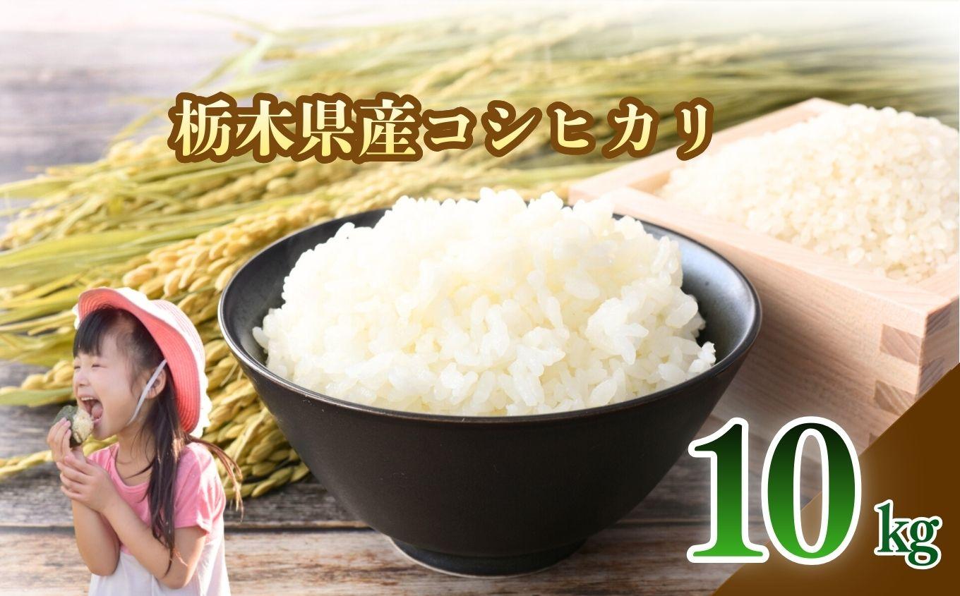 栃木県産 こしひかり 白米 10kg | お米 米 こめ 白米  コシヒカリ こしひかり 美味しい お弁当 選べる ふるさと 納税 栃木県 矢板市