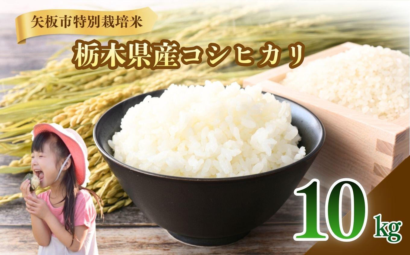 ç¢æ¿åžç¹å¥æ œå¹ç±³ ããã²ãã çœç±³ 10kg | ãç±³ ç±³ ãã çœç±³ ã³ã·ãã«ãª ããã²ãã çŸå³ãã ãåŒåœ éžã¹ã ãµãããš çŽçš æ æšç ç¢æ¿åž