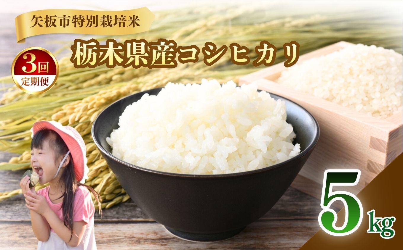 【定期便3回】矢板市特別栽培米 こしひかり 白米 5kg | お米 米 こめ 白米  コシヒカリ こしひかり 美味しい お弁当 選べる ふるさと 納税 栃木県 矢板市