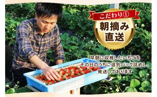 《1月中旬より順次出荷》｜澳原いちご農園のとちおとめ | 280g×4p |いちご 苺 フルーツ 果物 とちおとめ ジューシー 甘い 美味しい 取り寄せ 贅沢 ご褒美 デザート ふるさと 納税 栃木県 矢板市