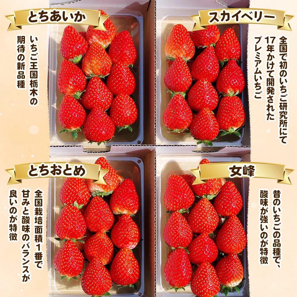 栃木のいちご 4品種食べ比べセット | 1120g |とちあいか とちおとめ スカイベリー 女峰 いちご 苺 フルーツ 果物 レビューキャンペーン対象 栃木県 矢板市