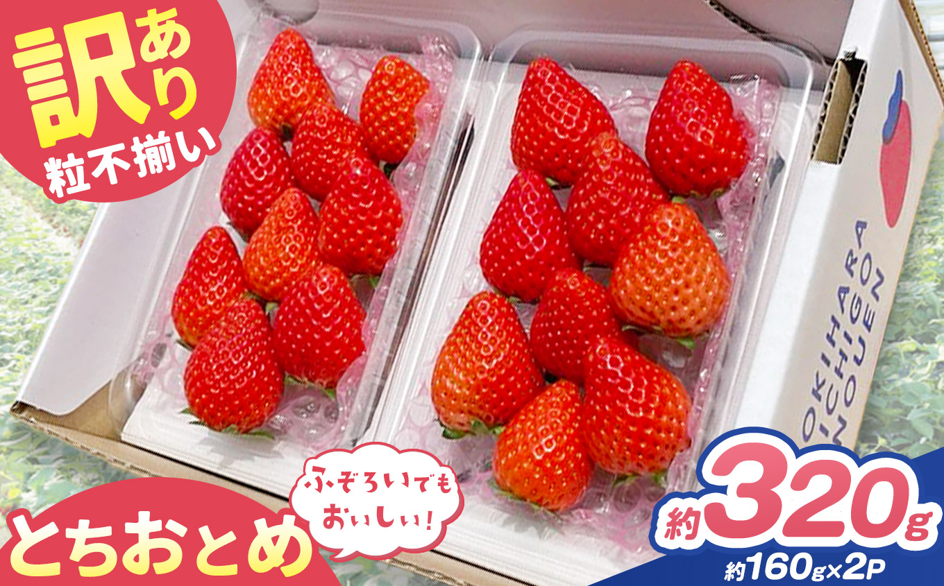 訳あり 粒不揃い とちおとめ 320g (160g×2P) 【2027年先行予約】 いちご 苺 | 栃木県 矢板市