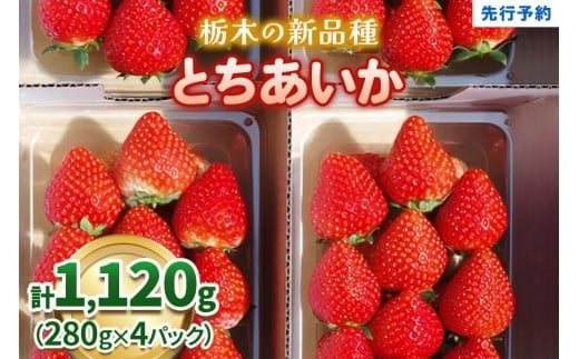 【定期便2回】いちご 栃木の新定番 「とちあいか」 1,120g (280g×4P)| 澳原いちご農園 栃木県 矢板市