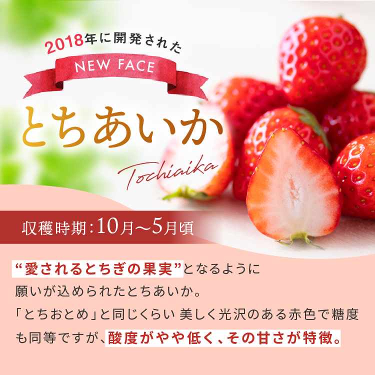 【定期便2回】いちご 栃木の新定番 「とちあいか」 1,120g (280g×4P)| 澳原いちご農園 栃木県 矢板市