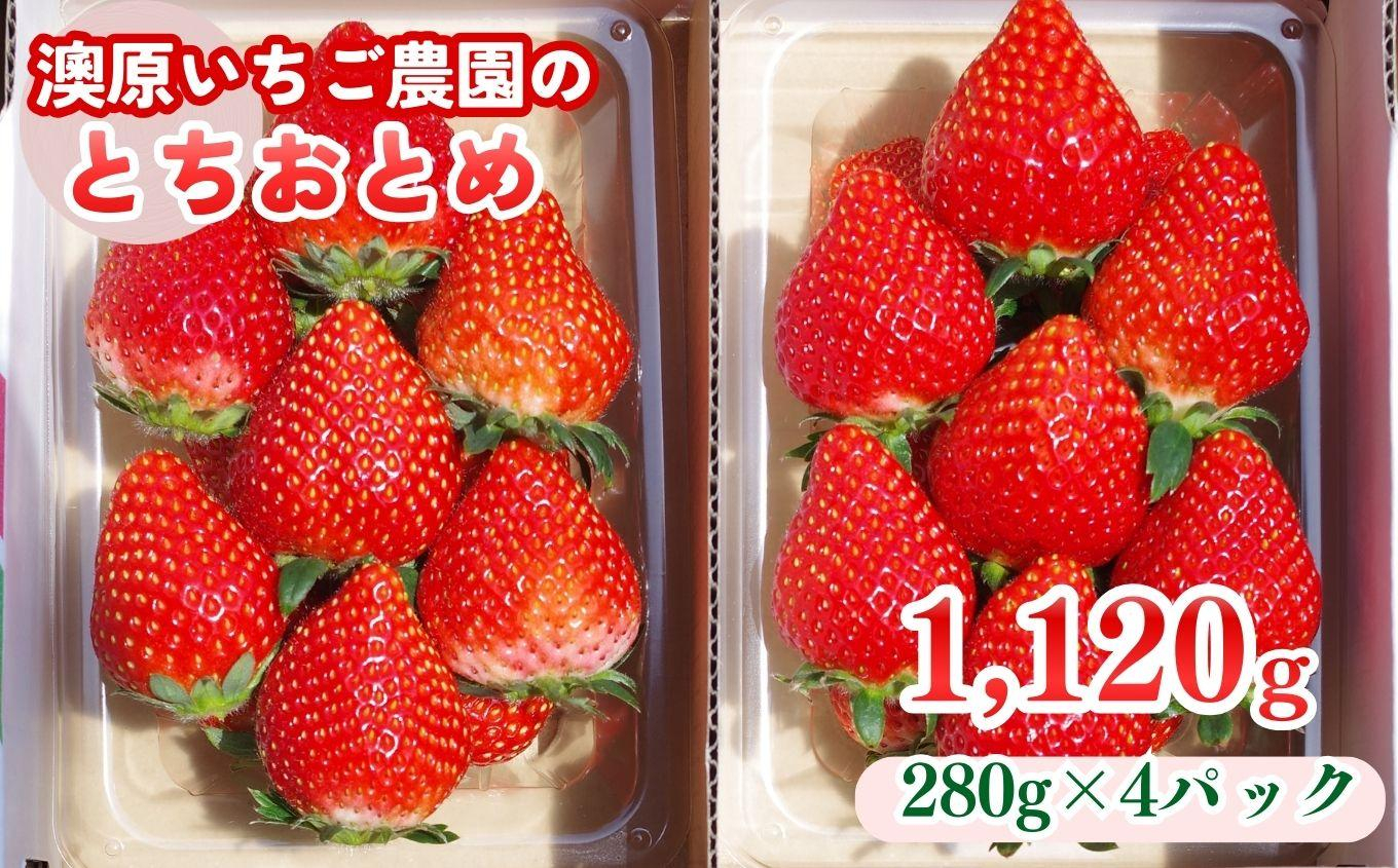 栃木のいちご！元祖 「とちおとめ」 1,120g (280g×4P)| 澳原いちご農園 栃木県 矢板市