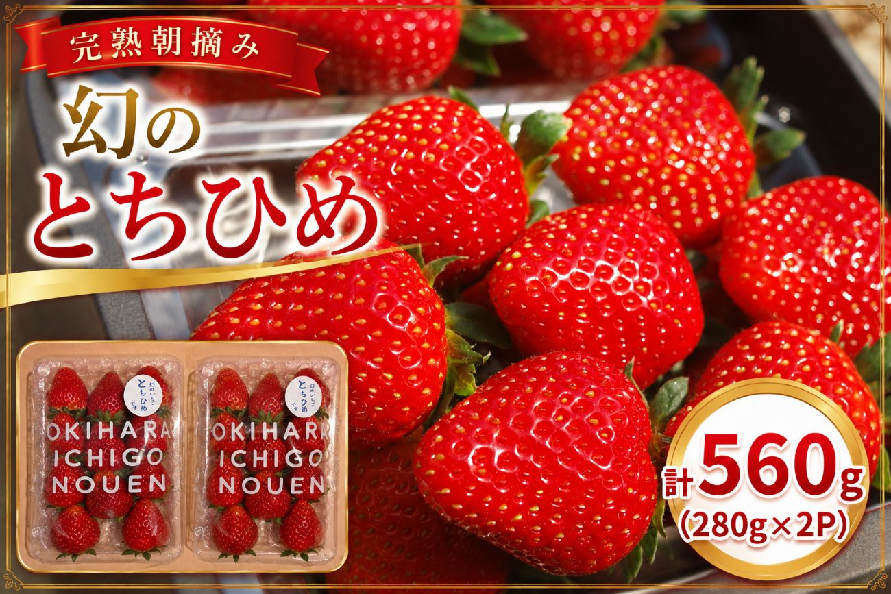 希少品種!幻の「とちひめ」 560g (280g×2P)| 栃木県 矢板市 澳原いちご農園