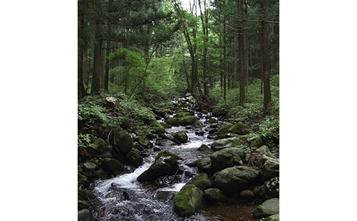 【定期便12回】産地直送栃木県のブランド魚「プレミアムヤシオマス」の味噌漬 2切入×2パック  [ 冷凍便 ] | 魚 ます 養殖 産地直送 栃木県 (毎月お届け）