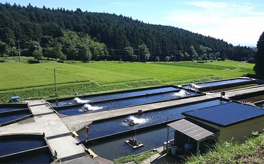 「プレミアムヤシオマス」の塩麹漬 2切入×6パック  [ 冷凍便 ] | 魚 ます 養殖 産地直送 栃木県