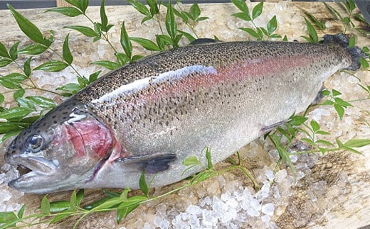 産地直送栃木県のブランド魚「プレミアムヤシオマス」の塩麹漬 2切入×4パック  [ 冷凍便 ] | 魚 ます 養殖 産地直送 栃木県