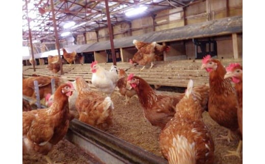 [平飼い有精卵30個] 濃厚な黄身が特徴 ワタナベファームのおてんば長女【平飼い有精卵あかり】