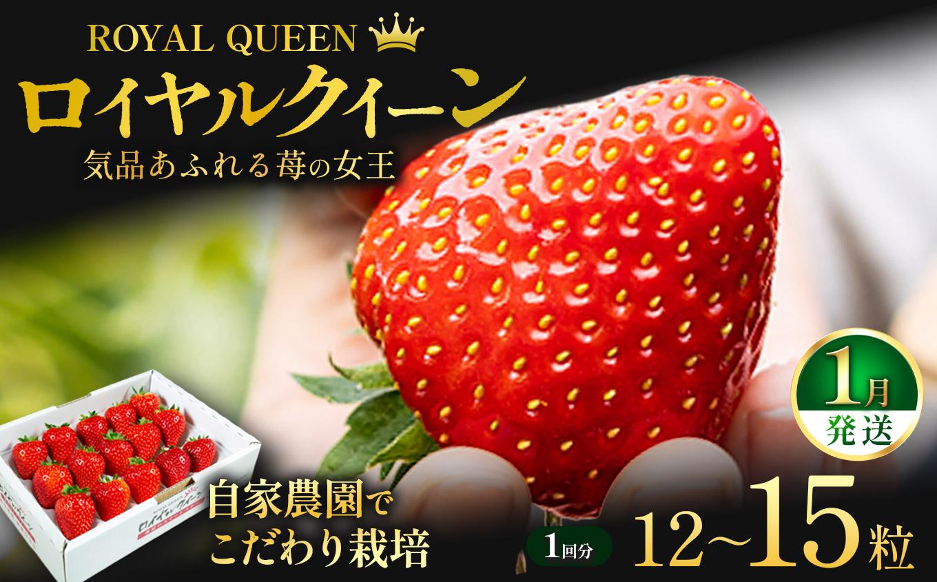 [1月以降発送]いちごの女王 ★ロイヤルクイーン★ 12～15粒 2027年 1～4月上旬発送！【2027年先行予約】栃木県 矢板市産