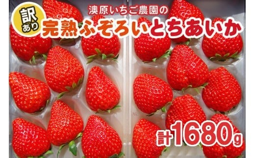 訳あり粒不揃い とちあいか 1,680g (280g×6P) 《1月～4月の期間で発送》 澳原いちご農園  | いちご 苺 イチゴ フルーツ 果物 産地直送 栃木県産