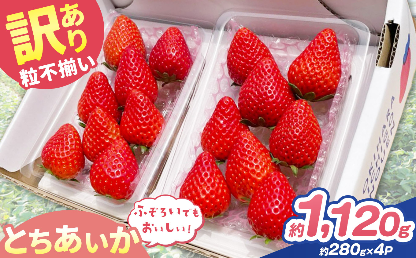 訳あり 粒不揃い とちあいか 1,120g (280g×4P) | 栃木県 矢板市 澳原いちご農園