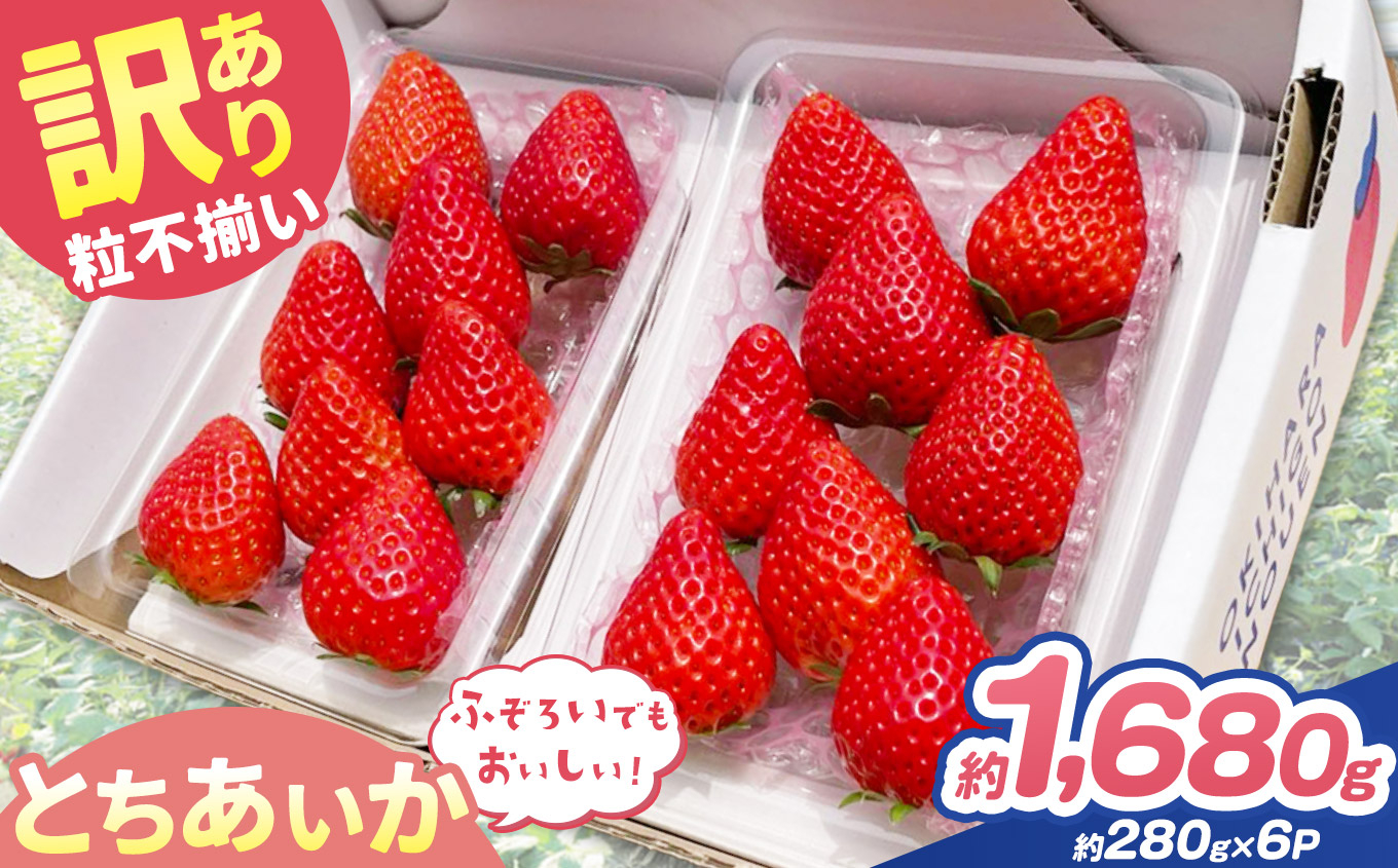 訳あり 粒不揃い とちあいか 1,680g (280g×6P) | 栃木県 矢板市 澳原いちご農園