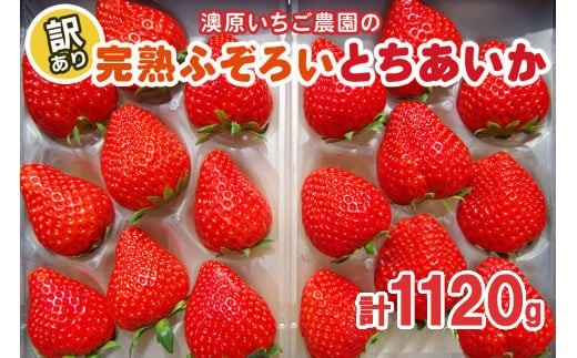訳あり粒不揃い とちあいか 1,120g (280g×4P) 《1月～4月の期間で発送》 澳原いちご農園  | いちご 苺 イチゴ フルーツ 果物 産地直送 栃木県産