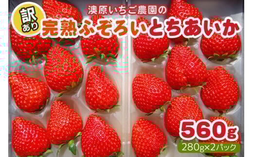 【2月以降発送】訳あり粒不揃い とちあいか 560g (280g×2P)  澳原いちご農園  | いちご 苺 イチゴ フルーツ 果物 産地直送 栃木県産