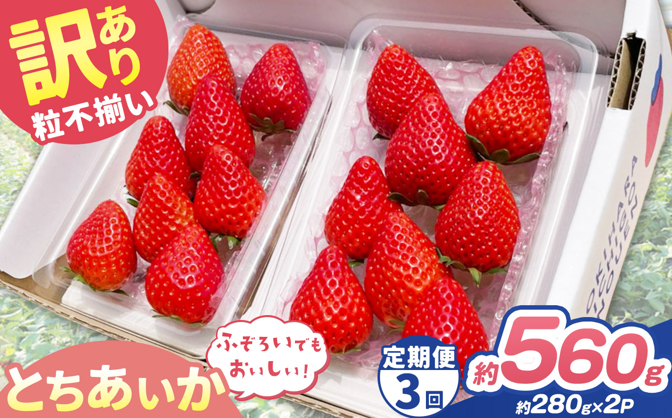 【定期便3回】訳あり 粒不揃い とちあいか 560g (280g×2P) | 栃木県 矢板市 澳原いちご農園