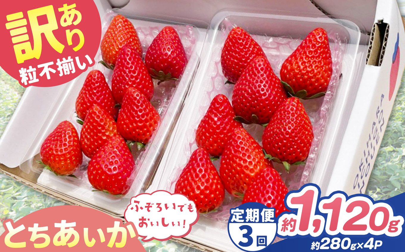 【定期便3回】訳あり 粒不揃い とちあいか 1,120g (280g×4P) | 栃木県 矢板市 澳原いちご農園