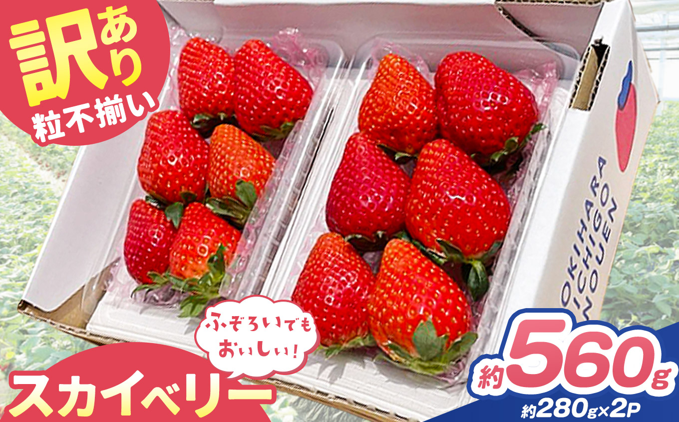 訳あり 粒不揃い スカイベリー 560g (280g×2P) | 栃木県 矢板市 澳原いちご農園