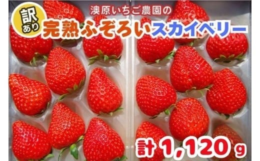 訳あり粒不揃い スカイベリー 1,120g (280g×4P) 《1月上旬～4月の期間で発送》 澳原いちご農園 | いちご 苺 イチゴ フルーツ 果物 産地直送 栃木県産