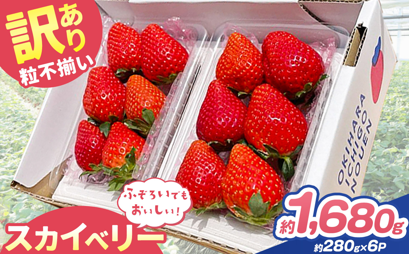 訳あり 粒不揃い スカイベリー 1,680g (280g×6P) | 栃木県 矢板市 澳原いちご農園