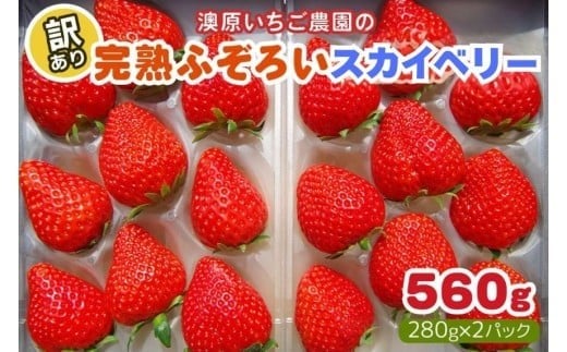 【3月以降発送】訳あり粒不揃い スカイベリー 560g (280g×2P) 澳原いちご農園 | いちご 苺 イチゴ フルーツ 果物 産地直送 栃木県産