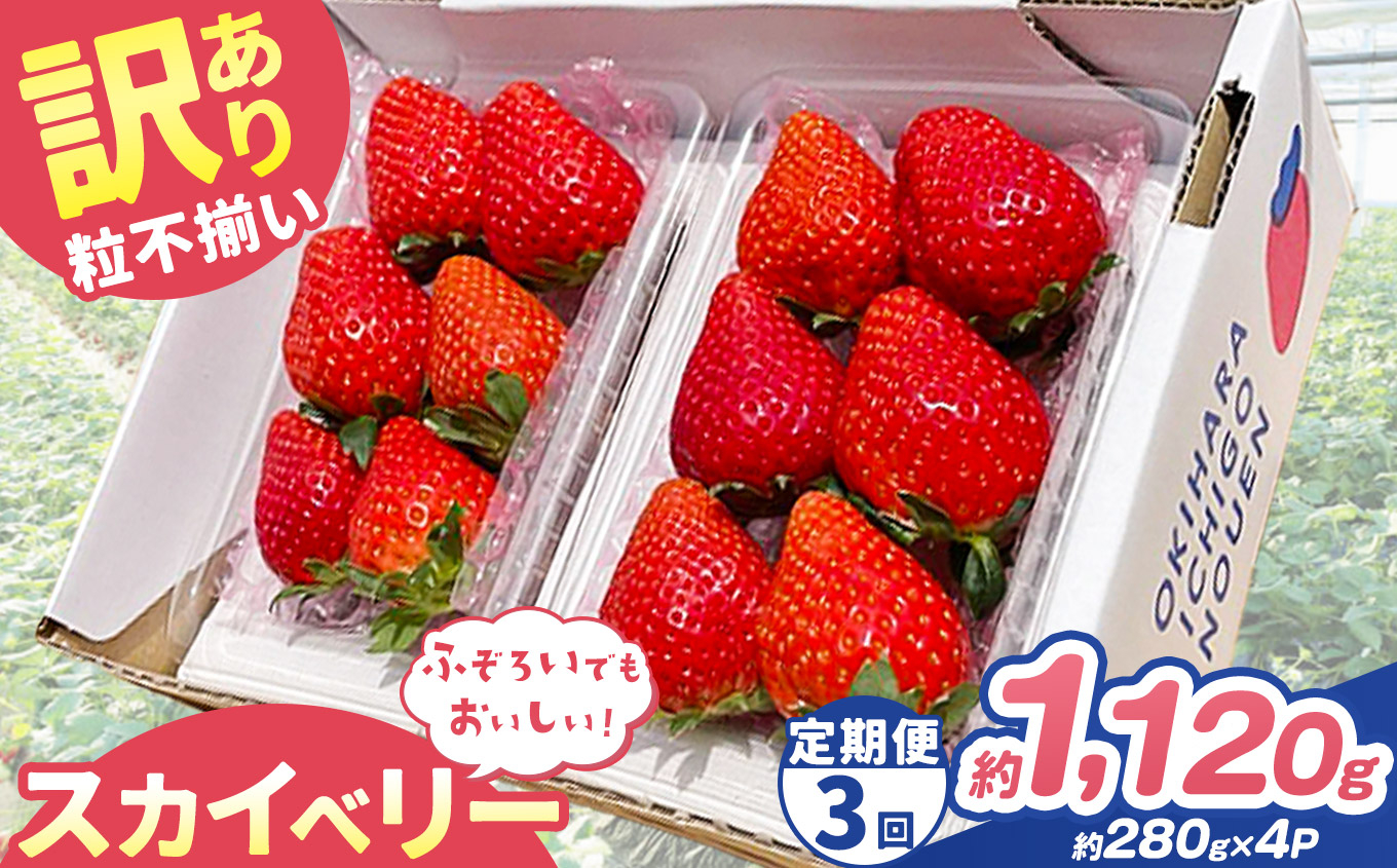 【定期便3回】訳あり 粒不揃い スカイベリー 1,120g (280g×4P)  | 栃木県 矢板市 澳原いちご農園