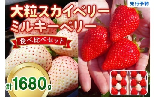 大粒スカイベリー 白いちごミルキーベリー 食べ比べセット 1,680g (560g×3)《12月中旬～2月の期間で発送》 澳原いちご農園 | いちご 苺 イチゴ フルーツ 果物 産地直送 栃木県産