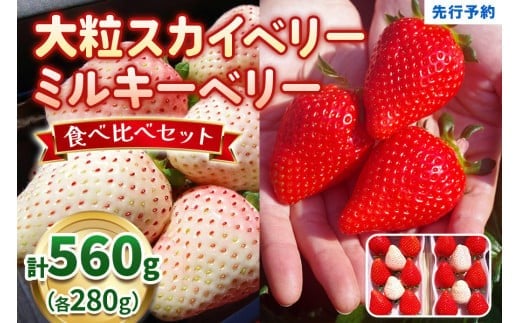 大粒スカイベリー 白いちごミルキーベリー 食べ比べセット 560g《12月中旬～2月の期間で発送》 澳原いちご農園 | いちご 苺 イチゴ フルーツ 果物 産地直送 栃木県産