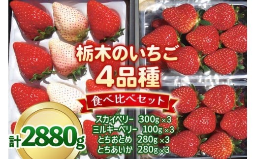 いちご4品種 食べ比べセット 2,880g （とちあいか・とちおとめ・ミルキーベリー・ スカイベリー） 《1月～4月の期間で発送》 澳原いちご農園 | いちご 苺 イチゴ フルーツ 果物 産地直送 栃木県産