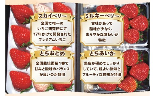 いちご4品種 食べ比べセット 1,920g （とちあいか・とちおとめ・ミルキーベリー・ スカイベリー） 《1月～4月の期間で発送》 澳原いちご農園 | いちご 苺 イチゴ フルーツ 果物 産地直送 栃木県産