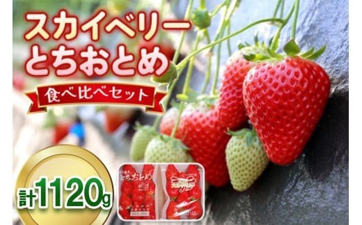 大粒スカイベリー＆新品種とちあいか 食べ比べセット 1,120g (560g×2)《12月中旬～4月の期間で発送》 澳原いちご農園  | いちご 苺 イチゴ フルーツ 果物 産地直送 栃木県産