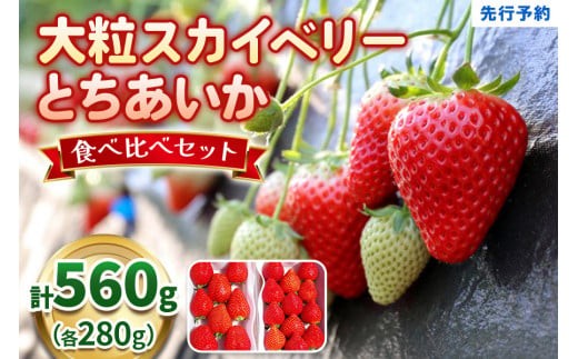 大粒スカイベリー＆新品種とちあいか 食べ比べセット 560g 《12月中旬～4月の期間で発送》 | いちご 苺 イチゴ フルーツ 果物 産地直送 栃木県産