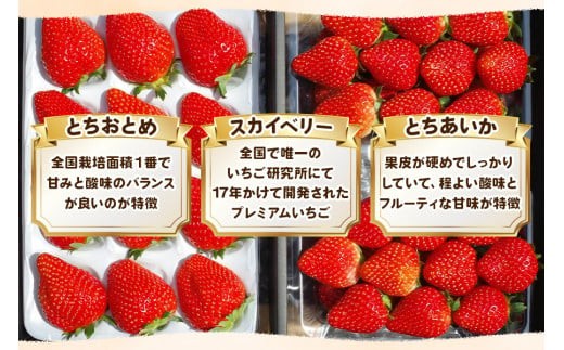 いちご3品種 食べ比べセット 960g(とちあいか・スカイベリー・とちおとめ)
