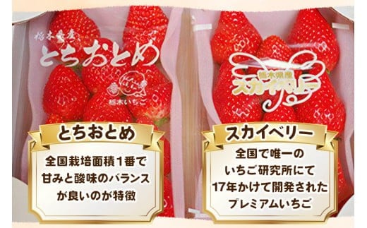 スカイベリー×とちおとめ 食べ比べセット 1,120g (560g×2) 《12月中旬～4月の期間で発送》澳原いちご農園  | いちご 苺 イチゴ フルーツ 果物 産地直送 栃木県産