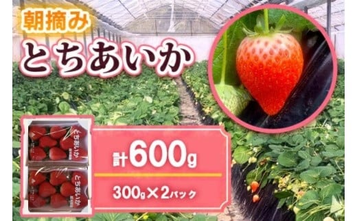  [12月中旬より順次発送予定] 朝摘みとちあいか 600g (300g×2パック)｜いちご イチゴ 苺 フルーツ 果物 産地直送 矢板市産 栃木県産 先行予約 