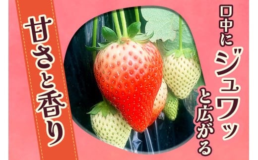  [12月中旬より順次発送予定] 朝摘みとちあいか 600g (300g×2パック)｜いちご イチゴ 苺 フルーツ 果物 産地直送 矢板市産 栃木県産 先行予約 