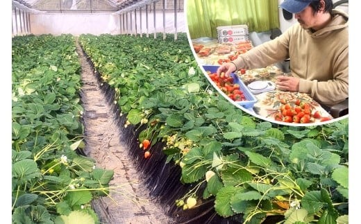  [12月中旬より順次発送予定] 朝摘みとちあいか 600g (300g×2パック)｜いちご イチゴ 苺 フルーツ 果物 産地直送 矢板市産 栃木県産 先行予約 