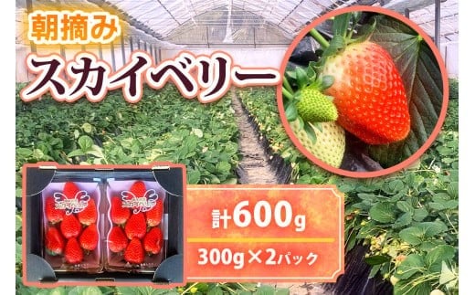 [2026年1月より順次発送予定]朝採りスカイベリー 600g (300g×2パック)｜いちご イチゴ 苺 フルーツ 果物 産地直送 矢板市産 栃木県産 先行予約