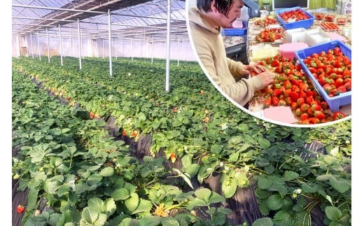 [2026年1月より順次発送予定]朝採りスカイベリー 600g (300g×2パック)｜いちご イチゴ 苺 フルーツ 果物 産地直送 矢板市産 栃木県産 先行予約