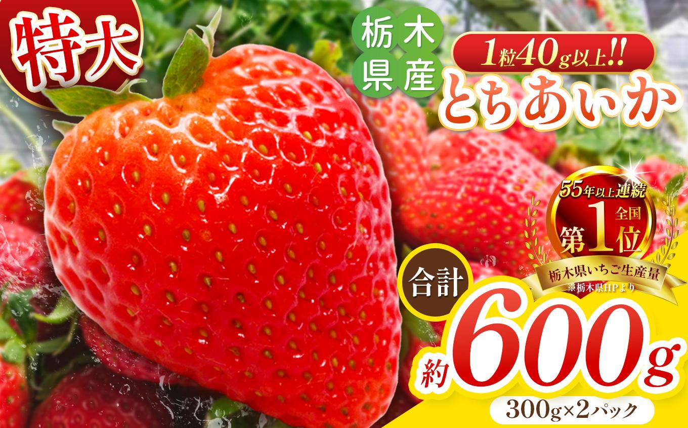 朝獲れ新鮮 特大とちあいか600g｜いちご イチゴ 苺 フルーツ 果物 産地直送 とちあいか 矢板市産 栃木県産 関農園