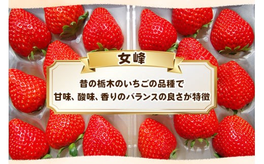 【先行予約】[数量限定] 完熟朝摘み 女峰 560g  澳原いちご農園 | いちご イチゴ 苺 フルーツ 女峰 果物 女峰 産地直送 栃木県産 