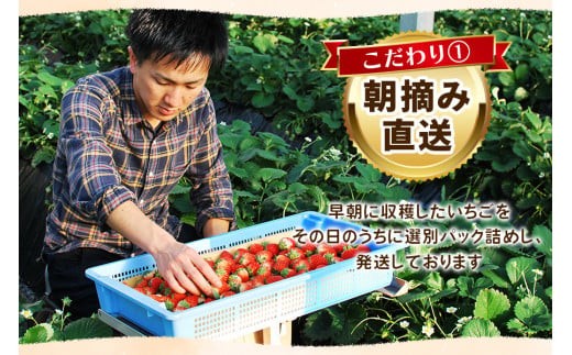 【先行予約】完熟朝摘みスカイベリー デラックス 800g 澳原いちご農園 | イチゴ 苺 果物 果実 スイーツ 産地直送 
